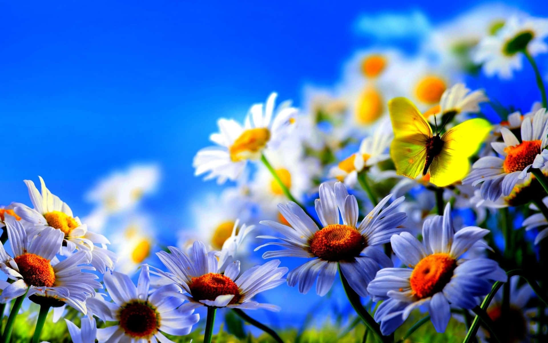 Springtime Daisiesand Butterfly, vibrant daisies, orange centers, Full HD Desktop Wallpaper