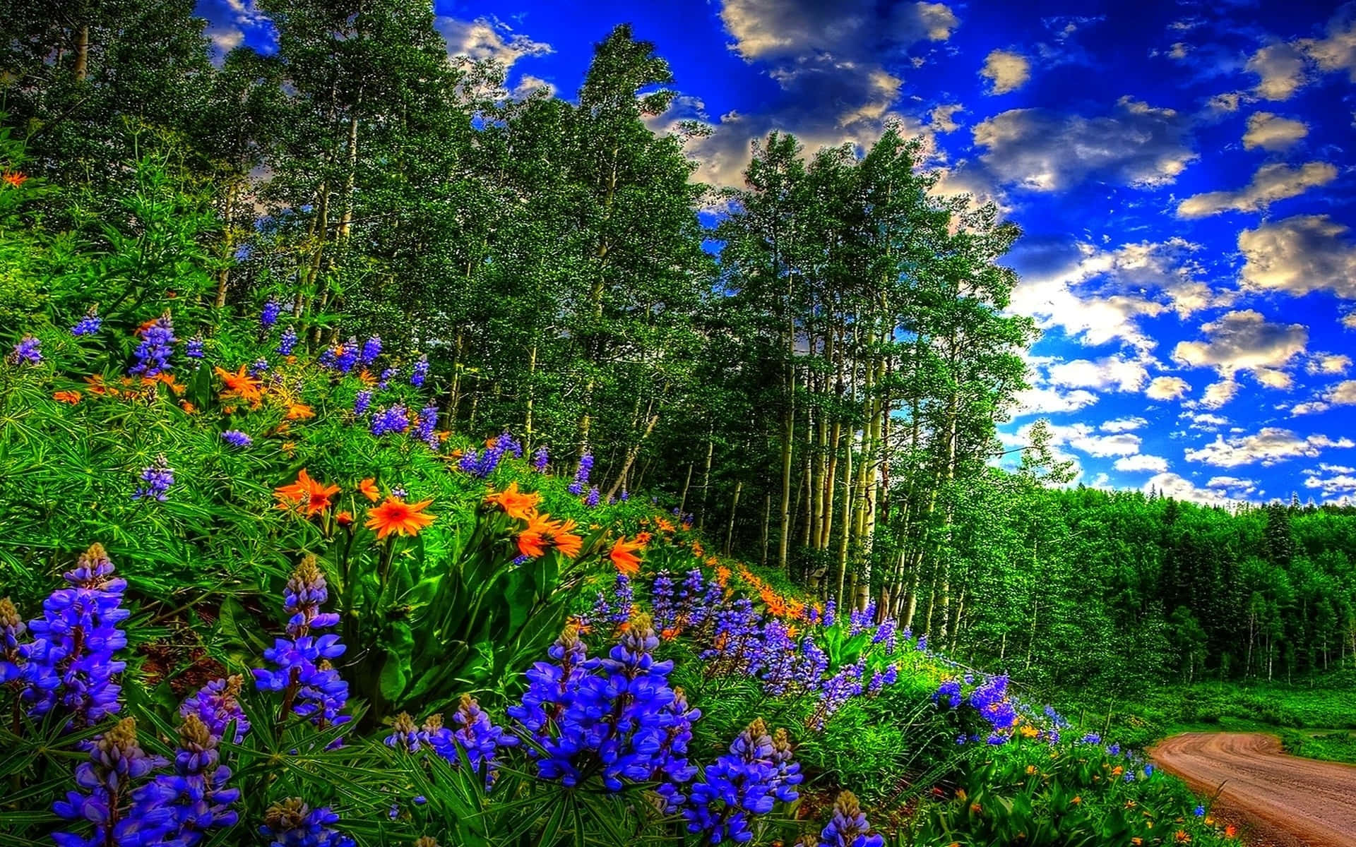 vibrant purple, orange wildflowers, winding dirt path, Full HD Desktop Wallpaper