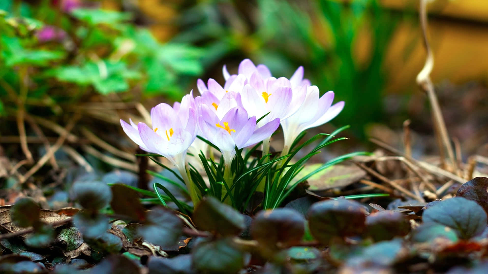 springtime, crocus flowers, light purple, Full HD Desktop Wallpaper