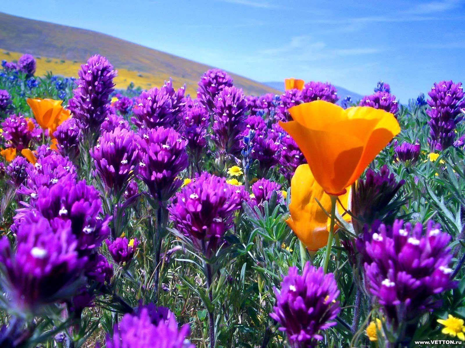 vibrant purple, orange wildflowers, clear blue sky, HD Desktop Wallpaper