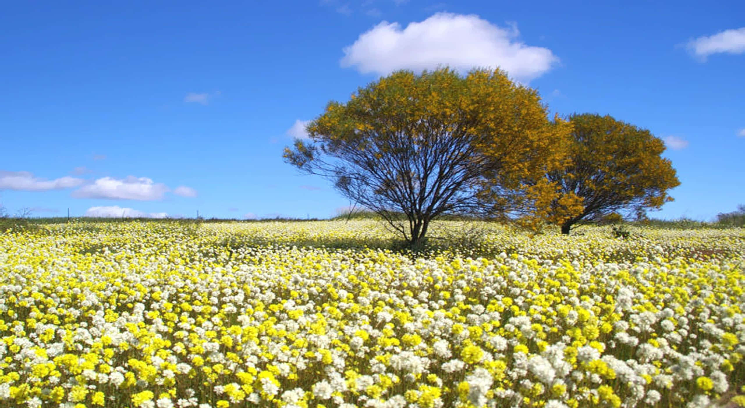 golden leaves, vast field of yellow and white wildflowers, bright blue sky, 2K Desktop Wallpaper