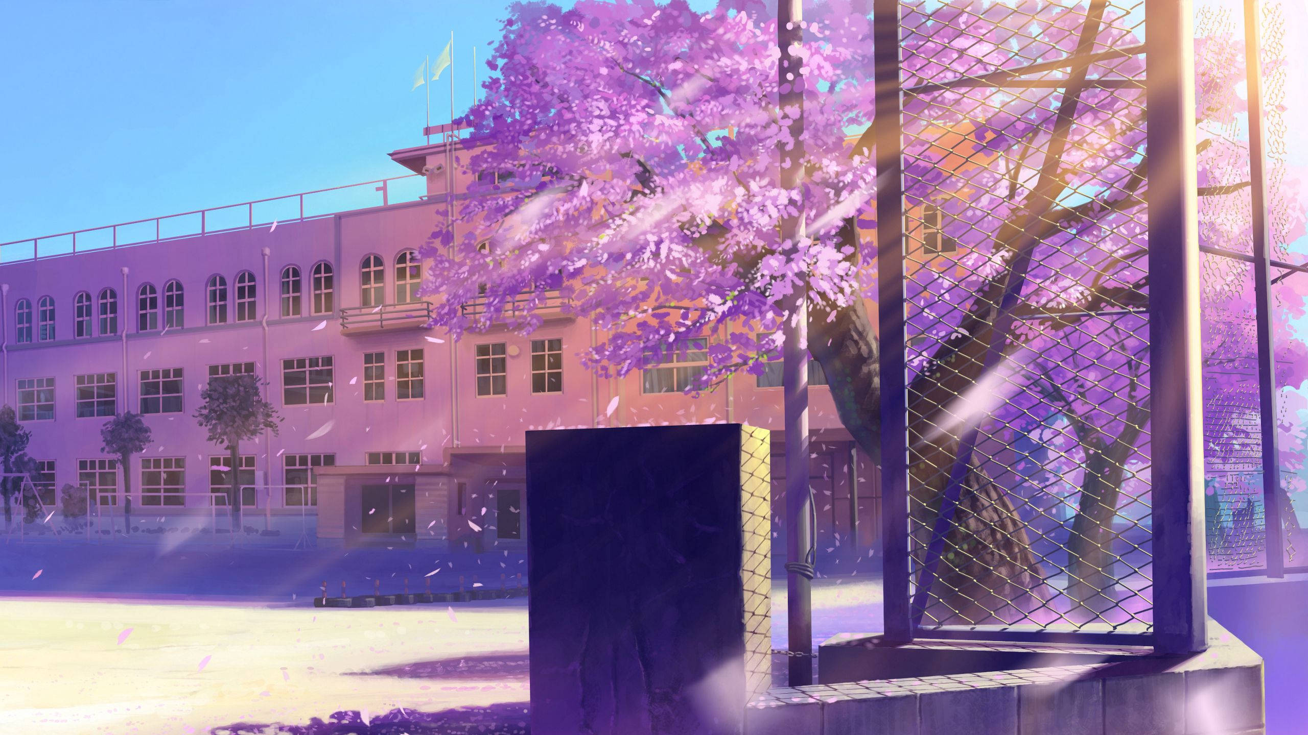 cherry blossoms, golden sunlight, chain-link fence, 2K Desktop Wallpaper