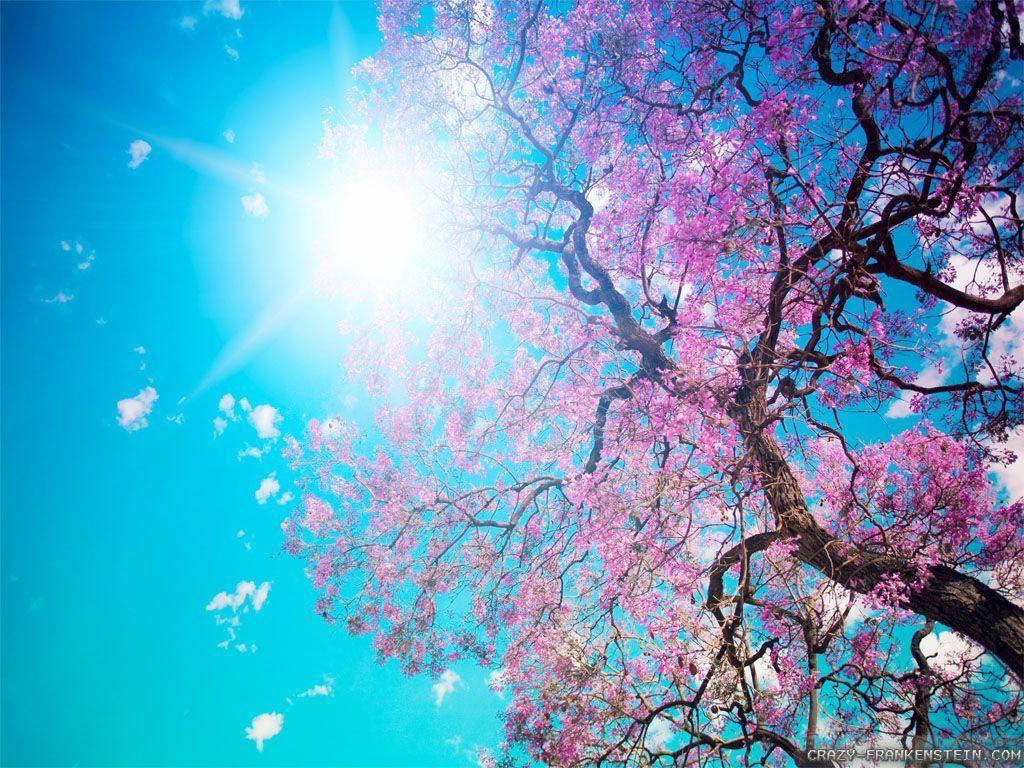 pink flowering tree, brilliant blue sky, radiant sun, SD Desktop Wallpaper