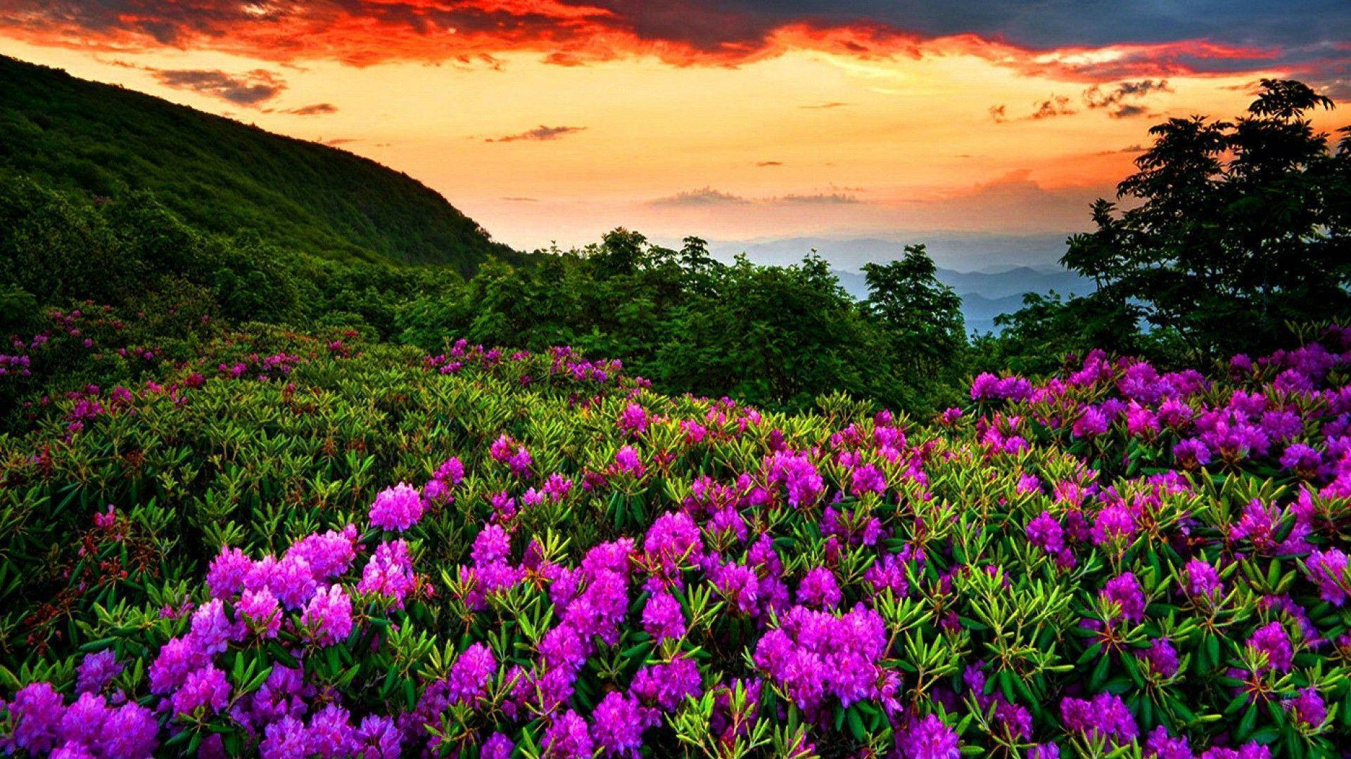 purple rhododendron, lush green hillside, fiery sunset sky, Full HD Desktop Wallpaper