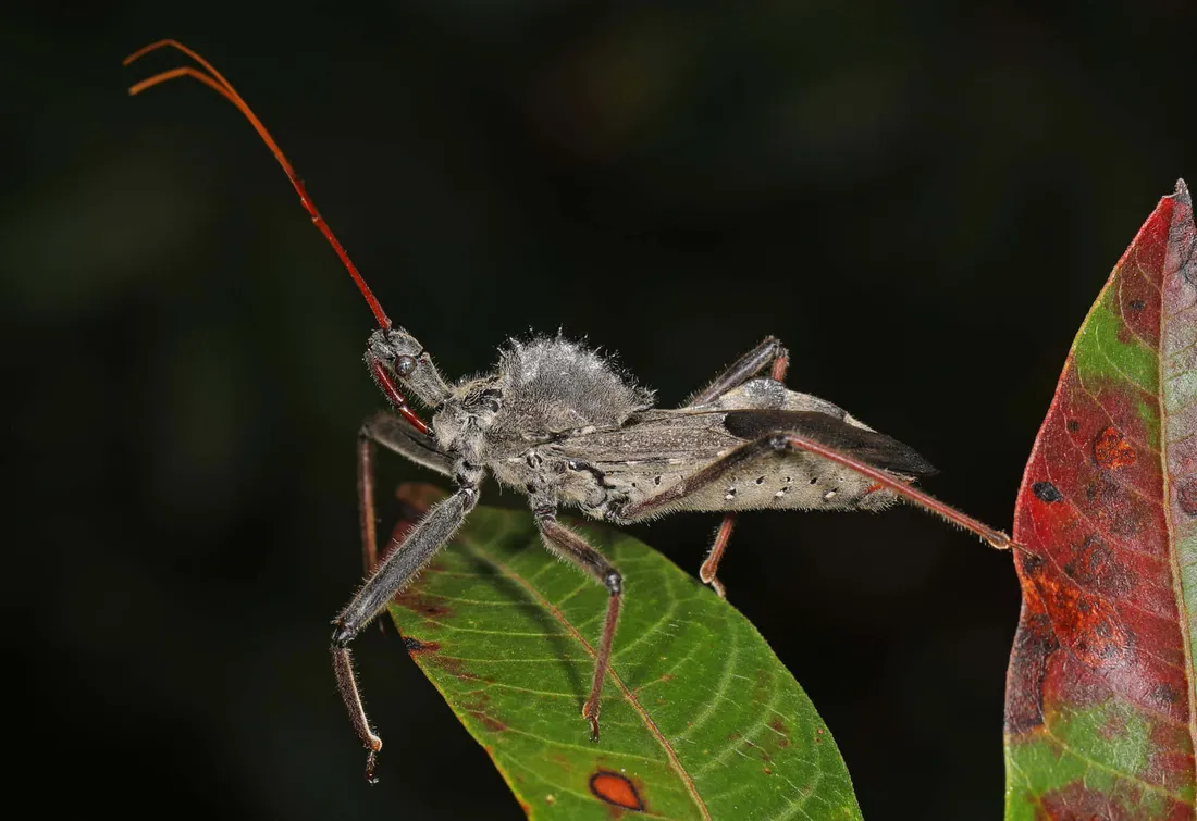Squash Bug