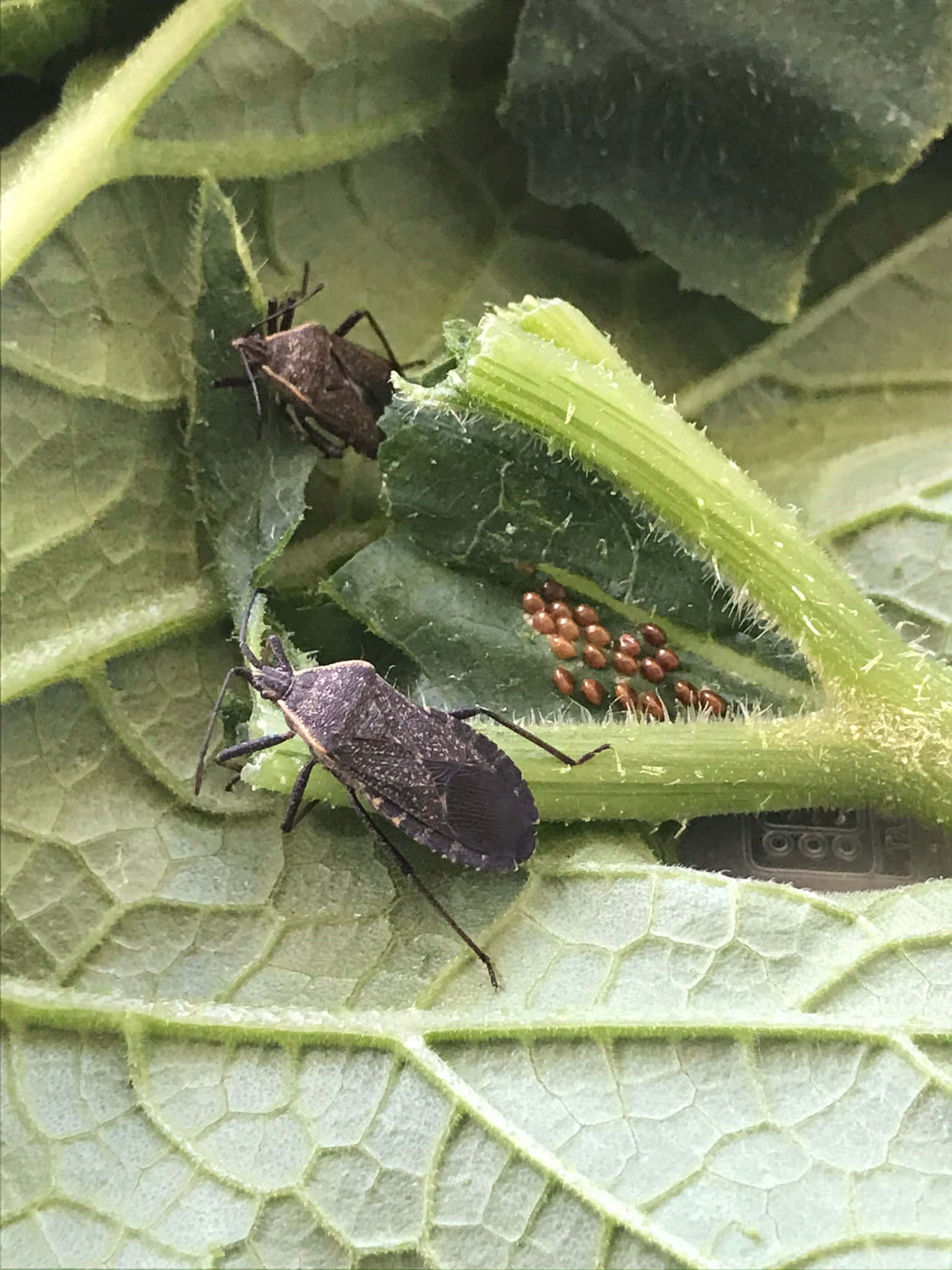 Squash Bug, reddish-brown eggs, textured green leaves, Full HD Phone Wallpaper