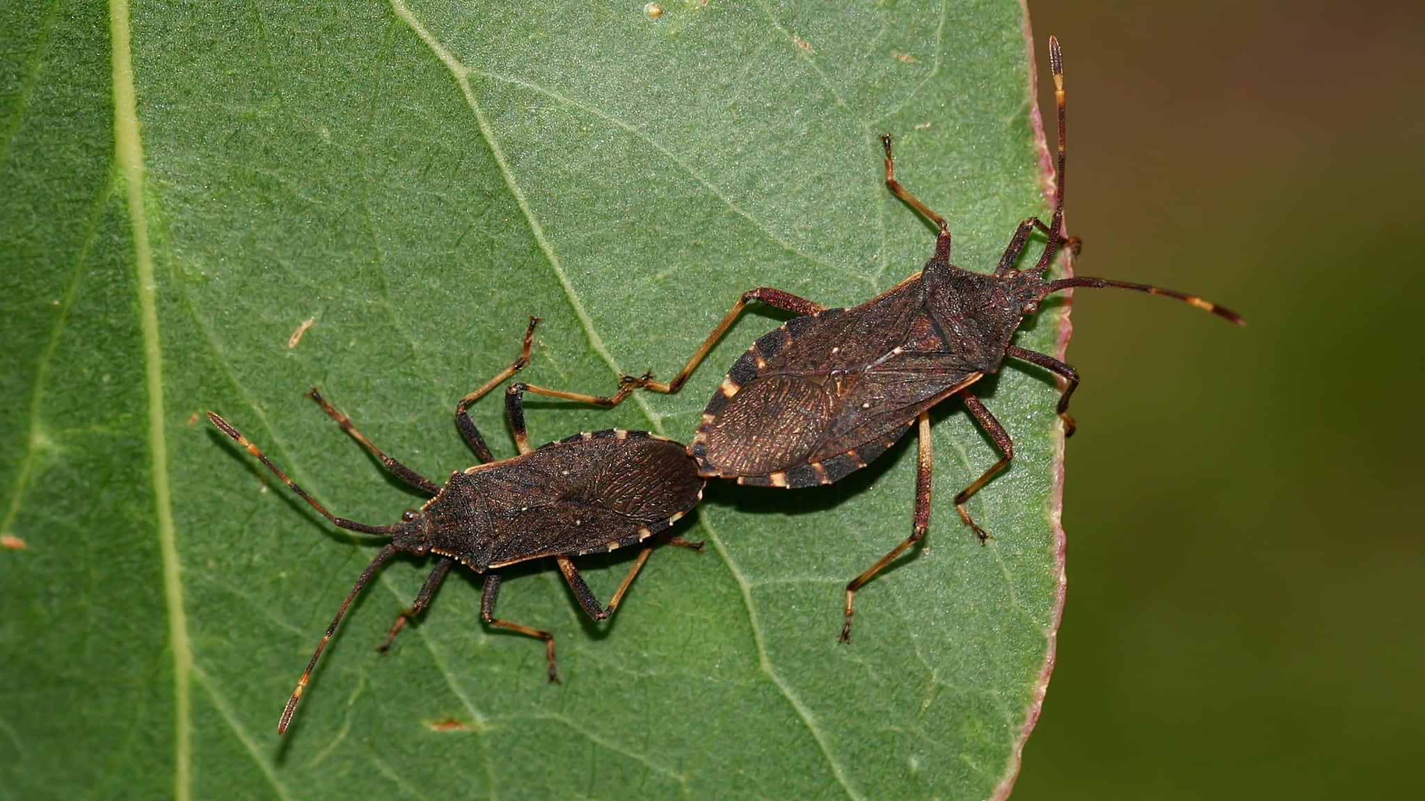 Squash Bug, leaf-footed bugs, spotted wings, Full HD Desktop Wallpaper
