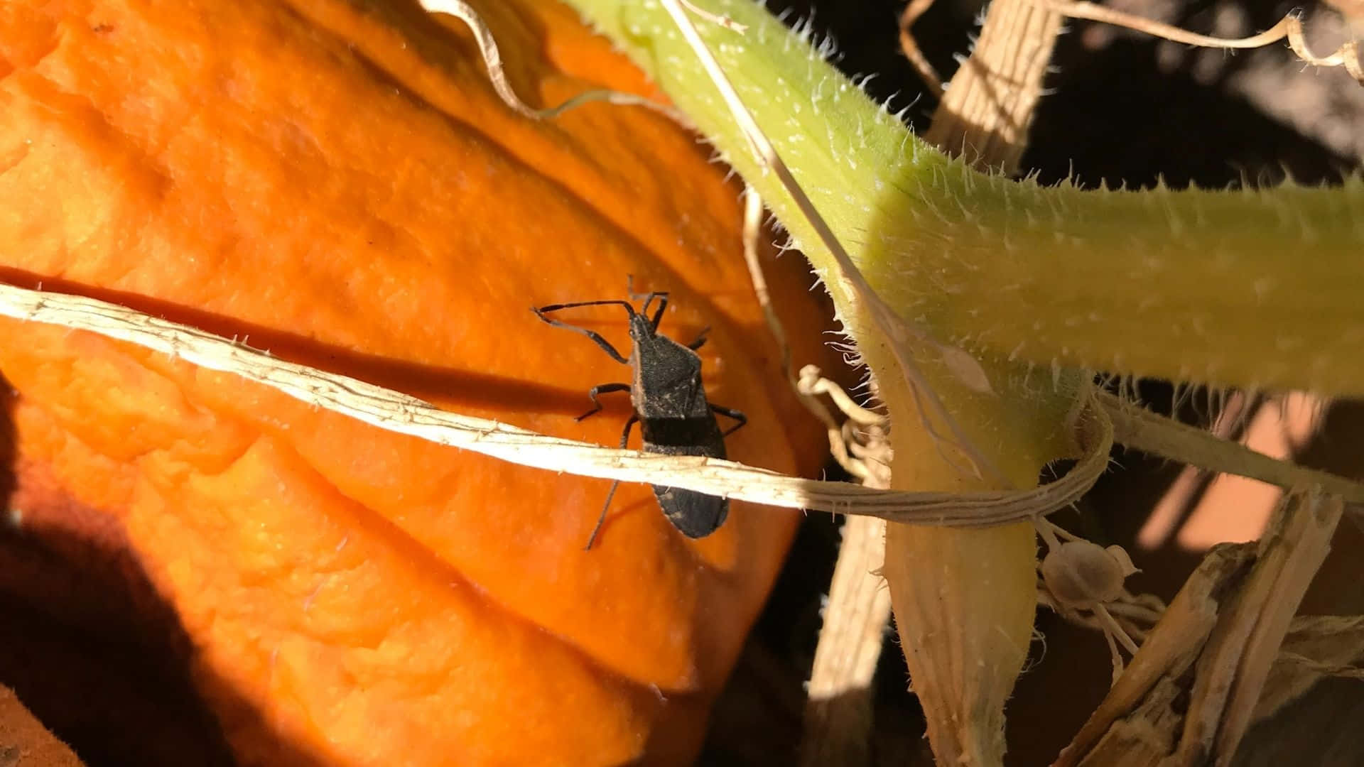 Squash Bug, pumpkin vine, orange pumpkin leaf, Full HD Desktop Wallpaper