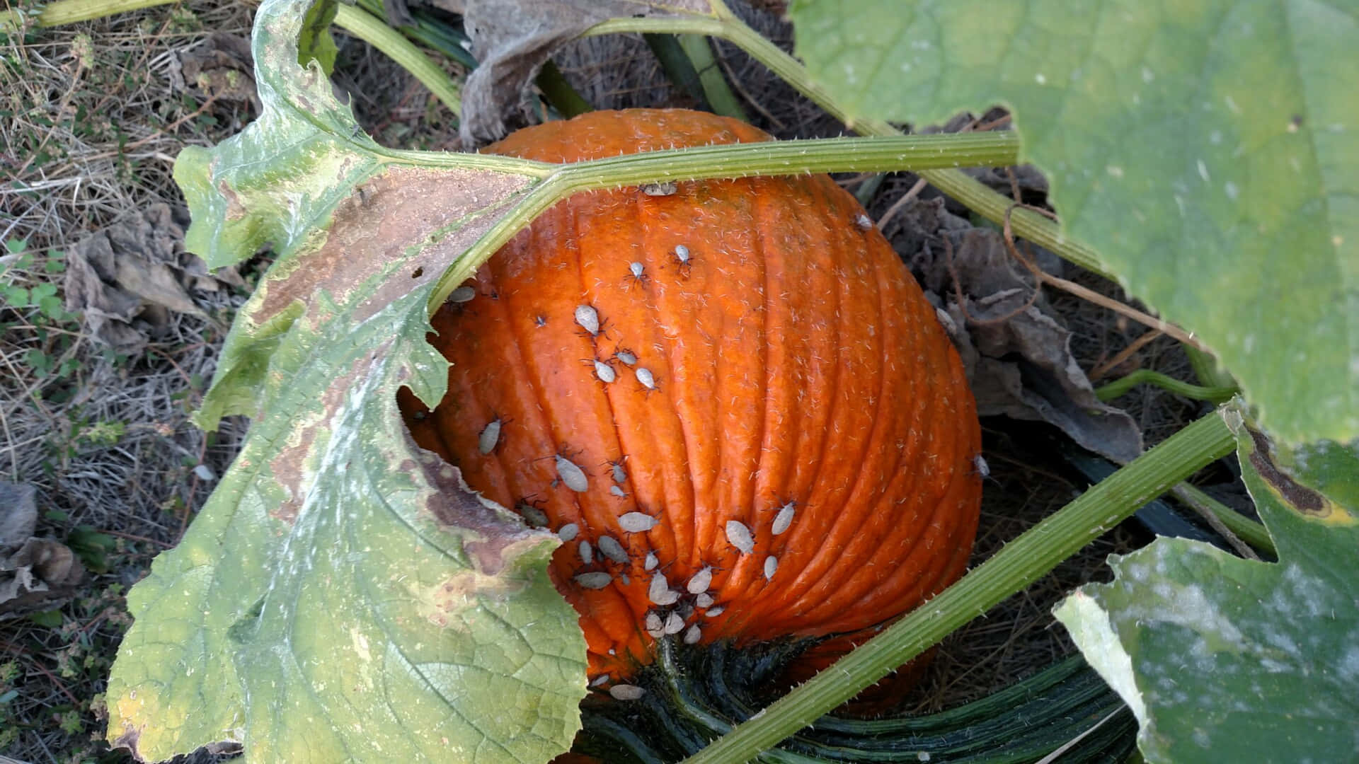 Squash Bug, pumpkin, orange, Full HD Desktop Wallpaper