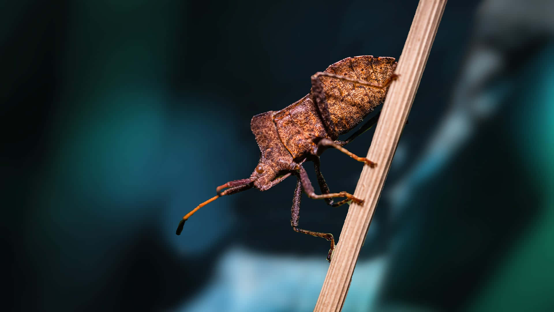 Squash Bug, plant stem, dry grass stem, Full HD Desktop Wallpaper