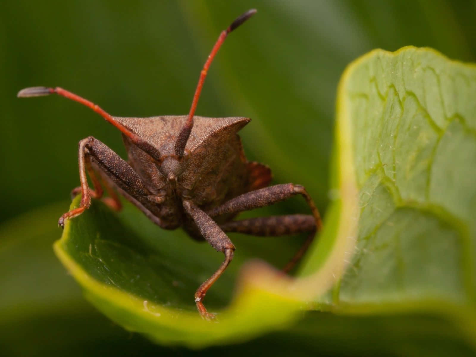 Squash Bug, brown stink bug, red antennae, HD Desktop Wallpaper