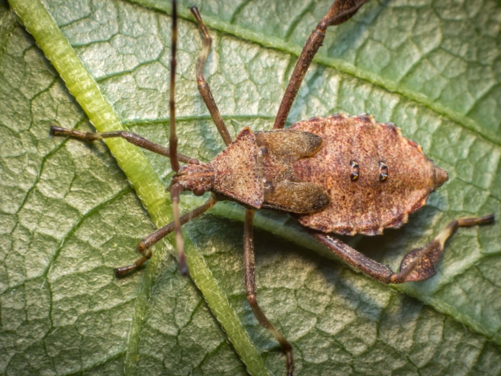 Squash Bug, brown leaf-footed bug, textured green leaf, HD Desktop Wallpaper