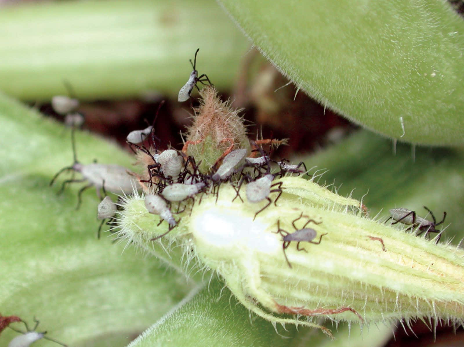 Squash Bug, white and black bugs, fuzzy green plant bud, HD Desktop Wallpaper