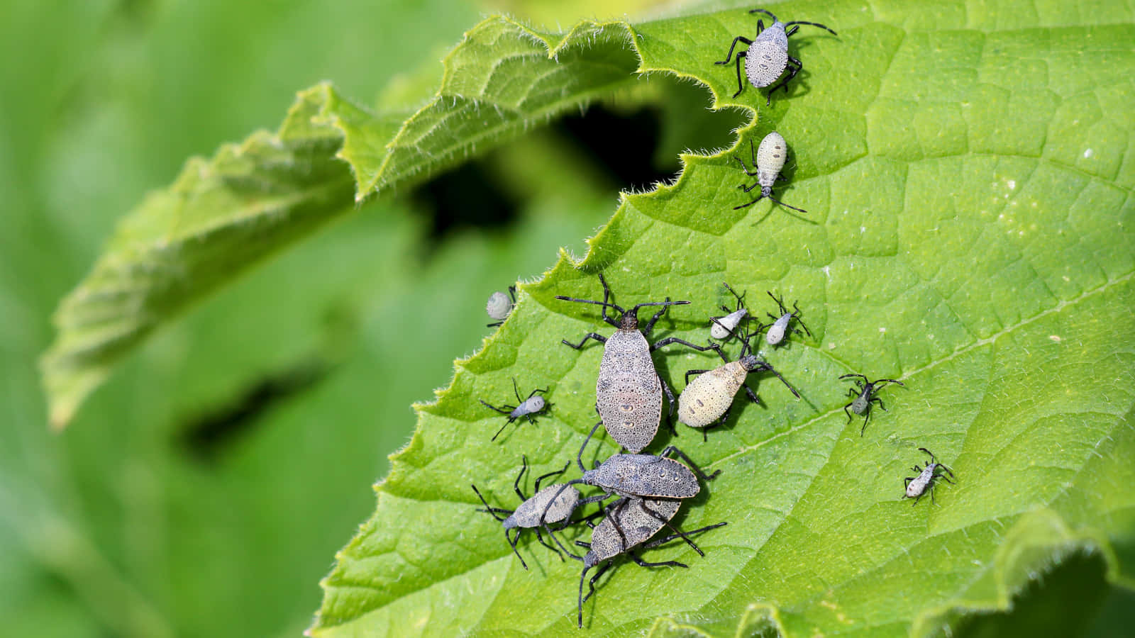 Squash Bug, leaf, gray, HD Desktop Wallpaper