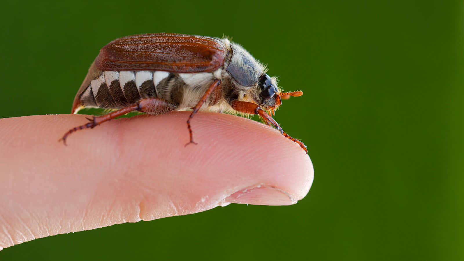 Squash Bug, brown and white striped beetle, human fingertip, HD Desktop Wallpaper
