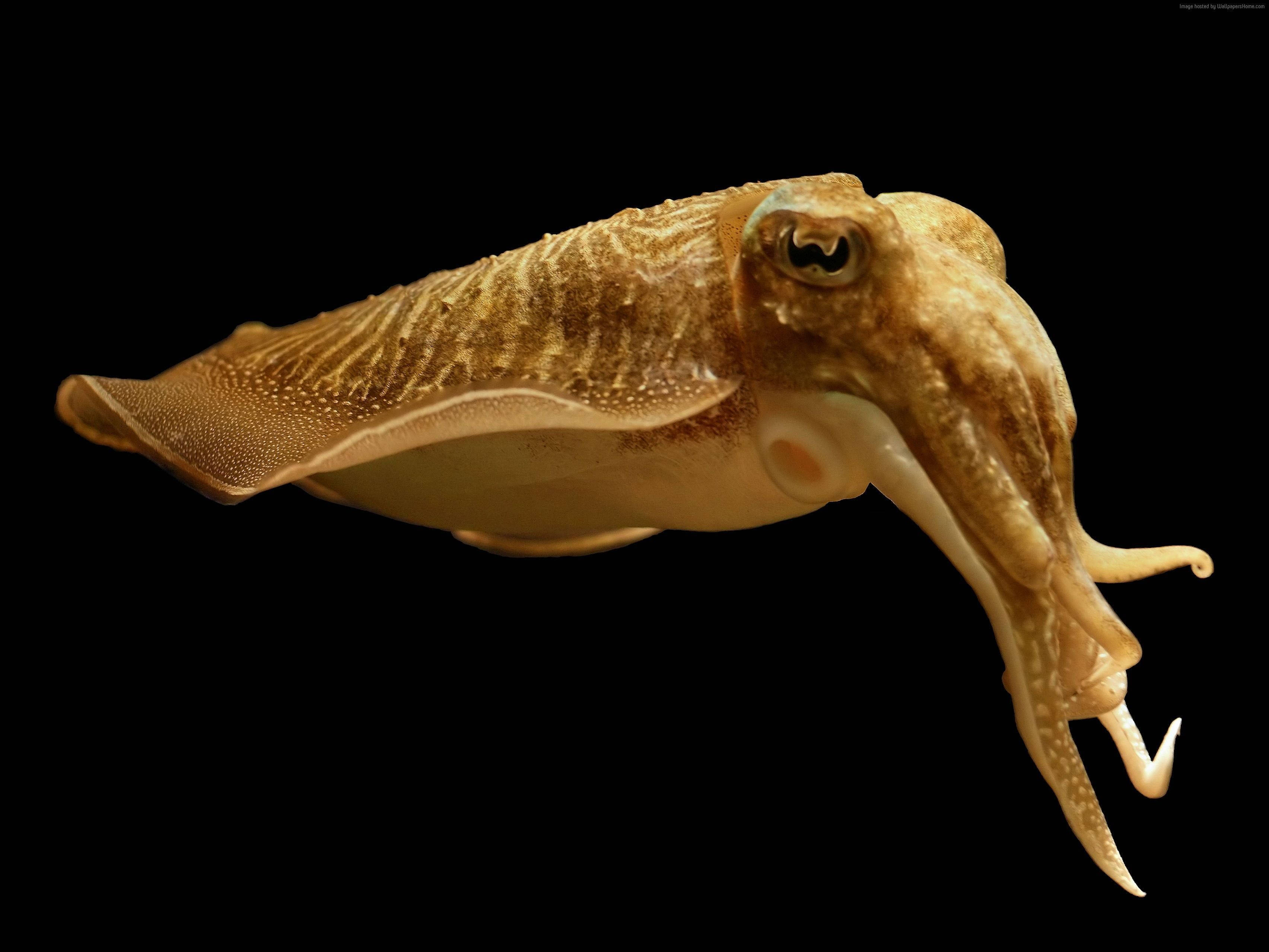 White Brown Squid, cuttlefish, textured skin, 2K Desktop Wallpaper