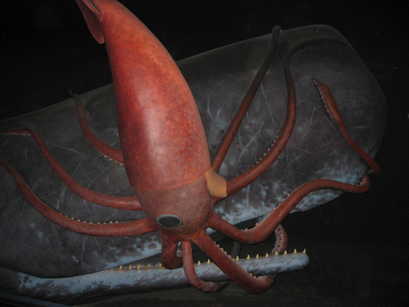 Squid Fish Fangs, reddish squid, sharp teeth, HD Desktop Wallpaper