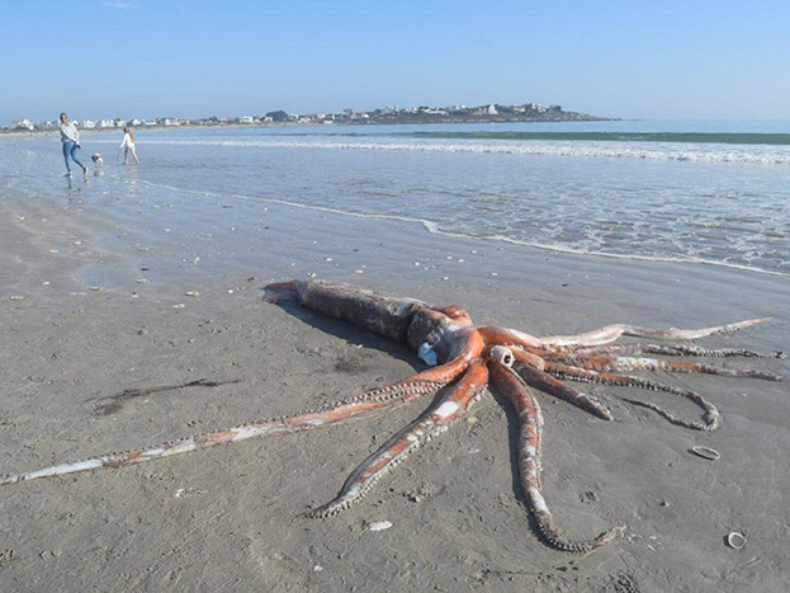 giant squid, sandy beach, people walking, HD Desktop Wallpaper