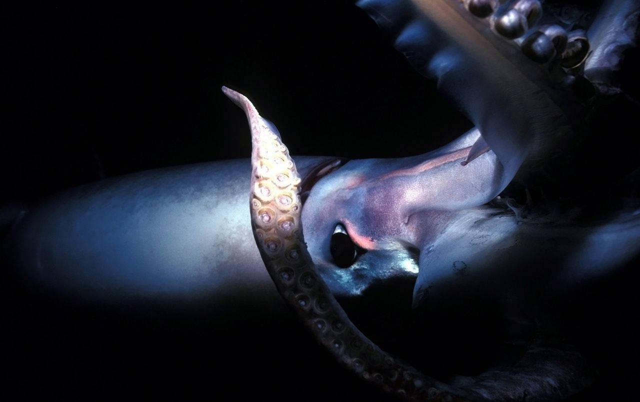 Squid, octopus tentacles, bioluminescent hues, HD Desktop Wallpaper