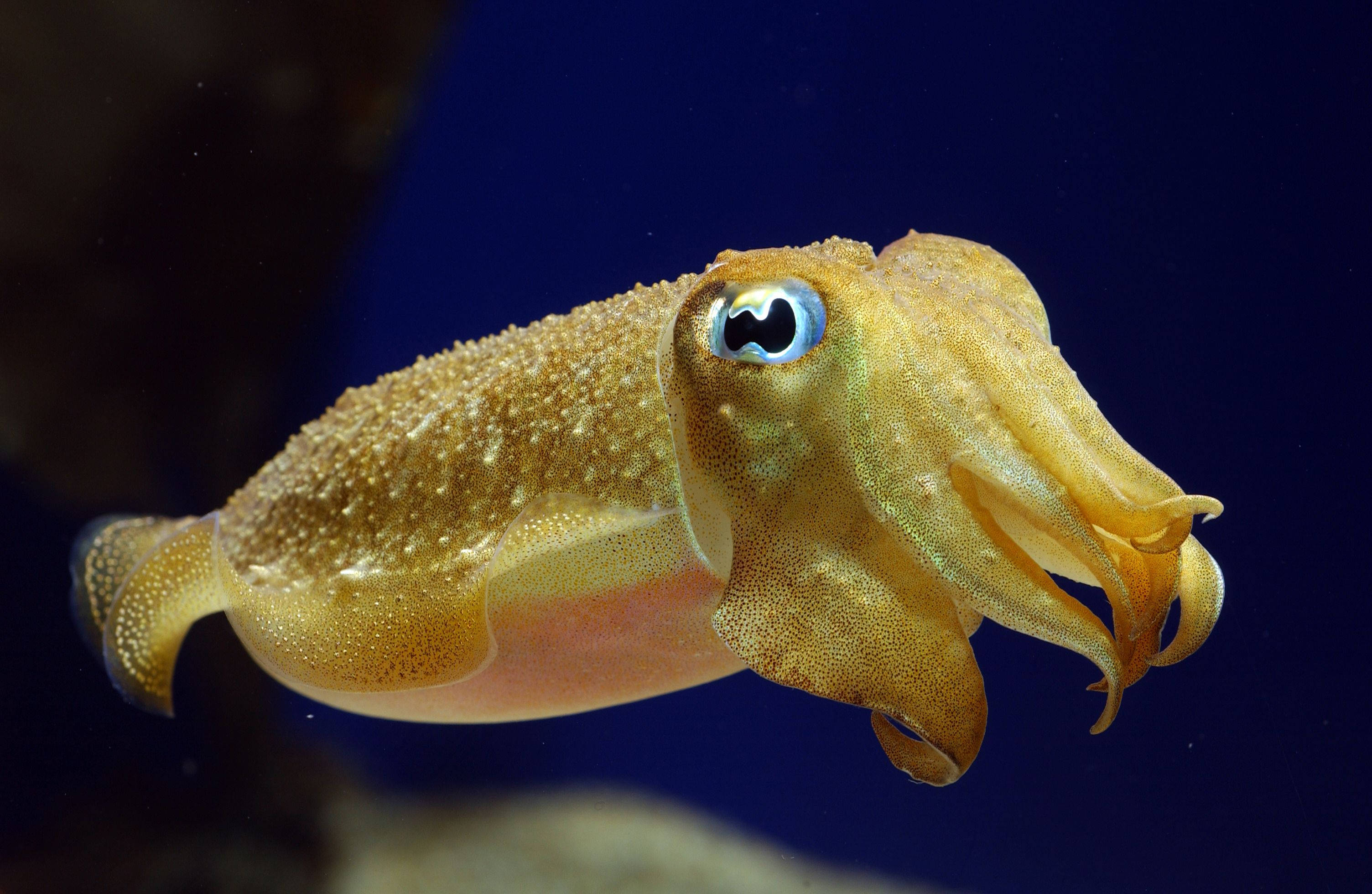 tropical bottle tail calamari, golden cuttlefish, blue eye, 2K Desktop Wallpaper