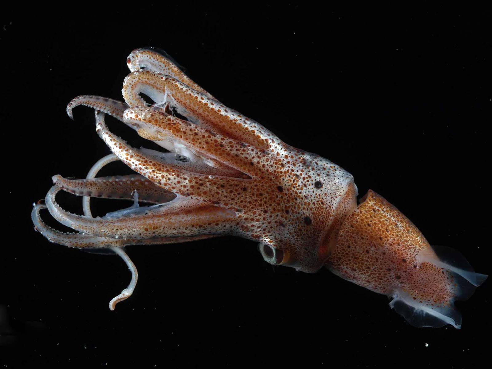 red dotted squid, translucent squid, spotted orange skin, HD Desktop Wallpaper