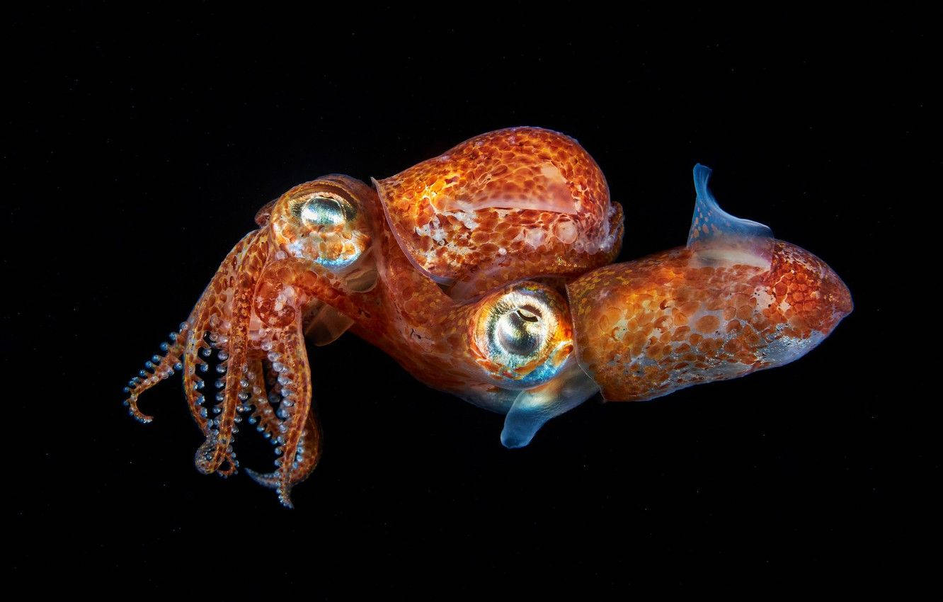 cute short squid, vibrant orange, iridescent eyes, HD Desktop Wallpaper
