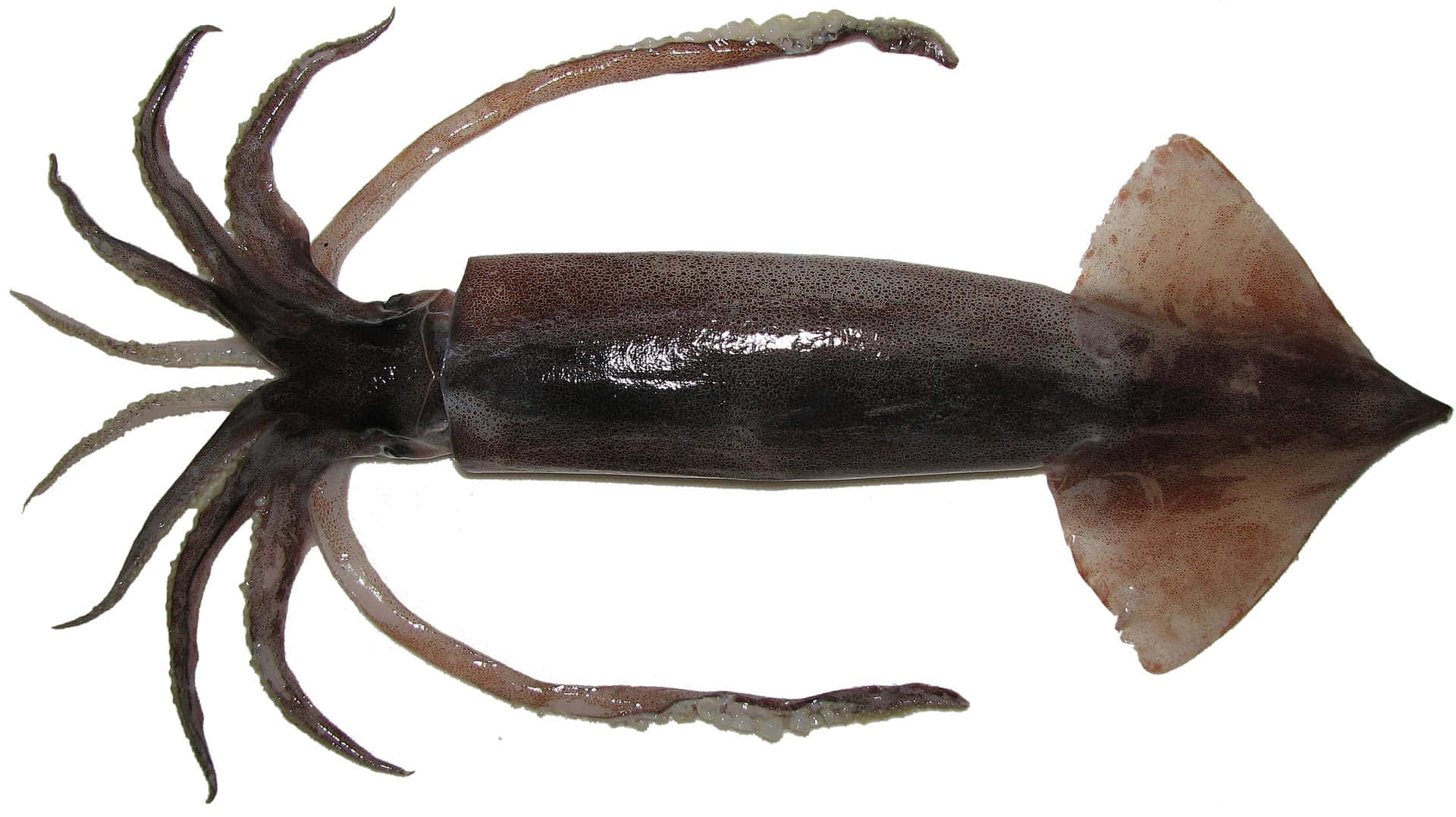 squid, dark brown, ten arms, Full HD Desktop Wallpaper