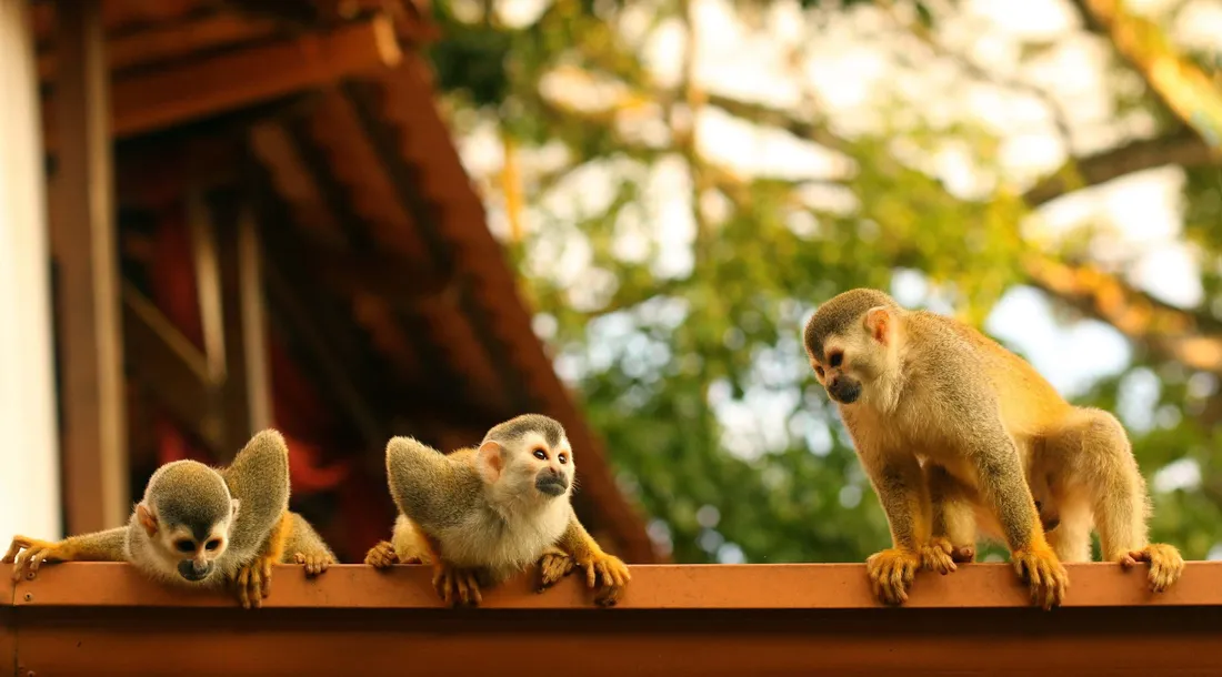 Squirrel Monkey