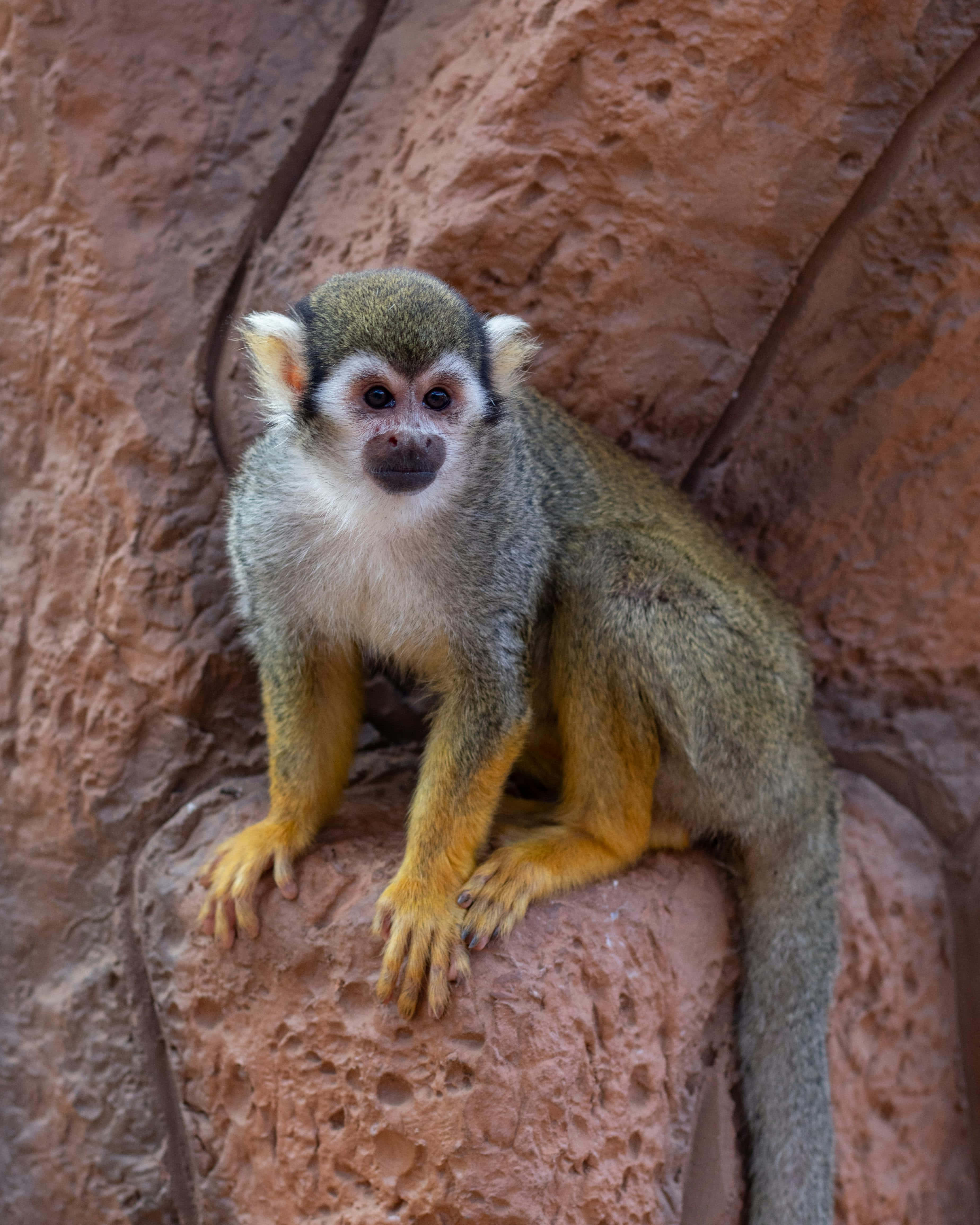 squirrel monkey, greenish fur, yellow limbs, 4K Phone Wallpaper