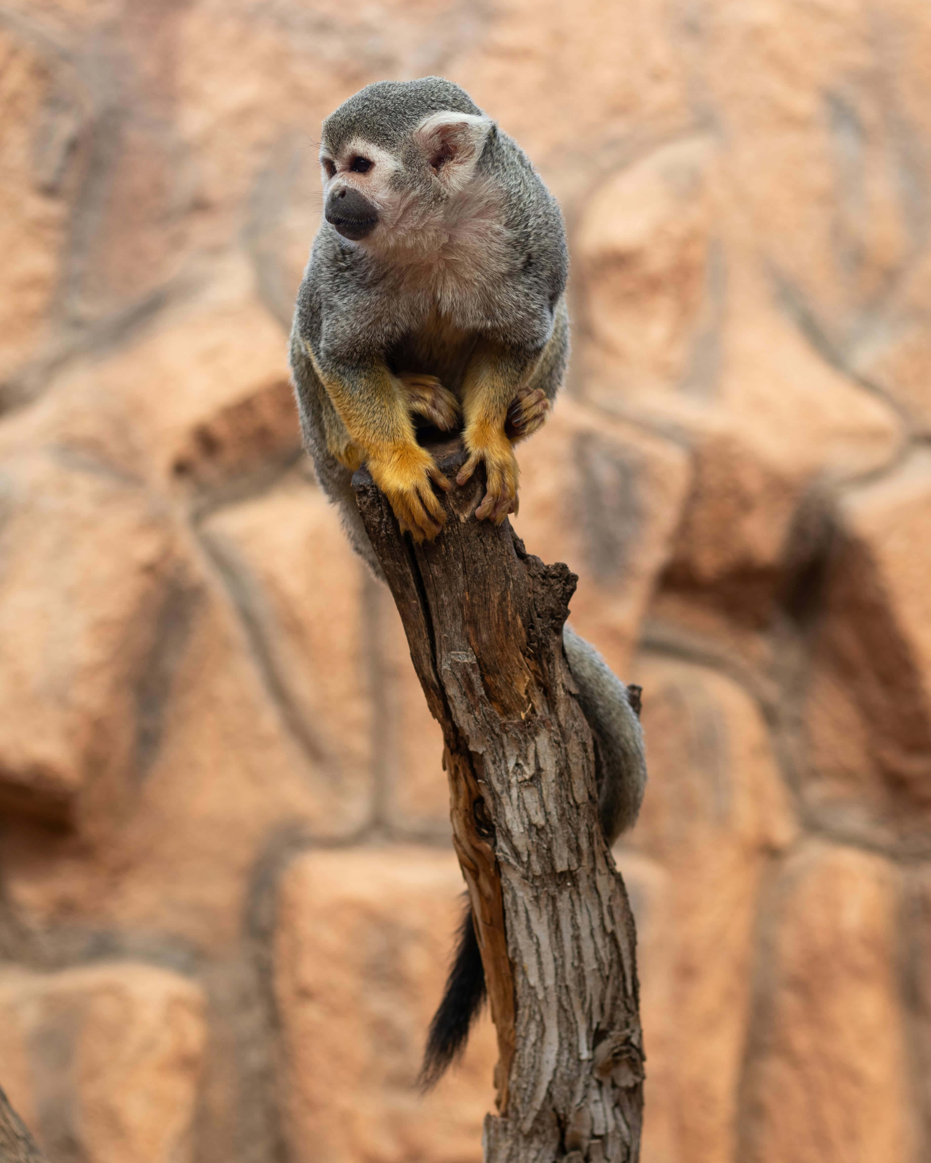 squirrel monkey, gray, yellow hands, 4K Phone Wallpaper