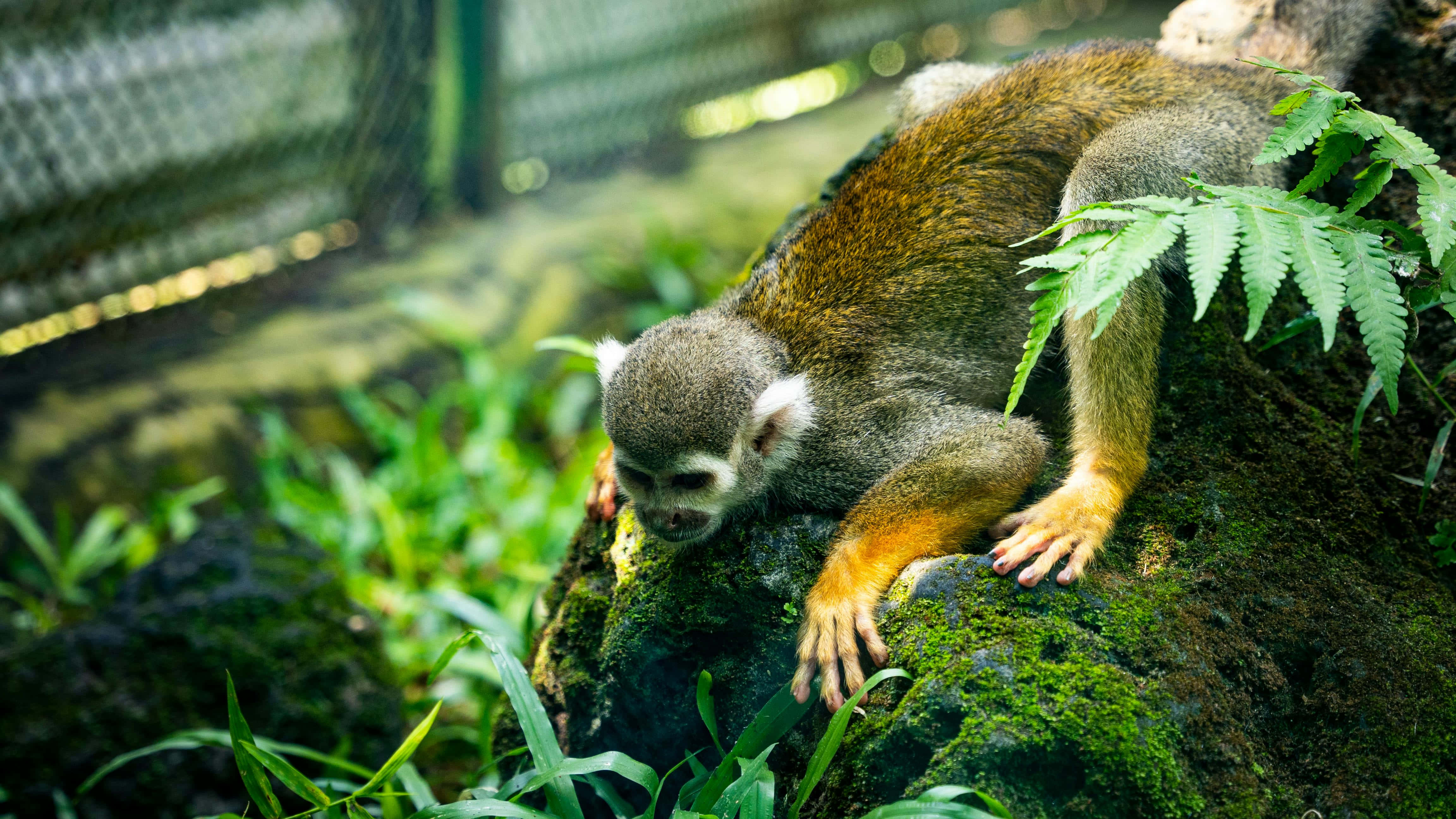 squirrel monkey, mossy rock, lush green ferns, 4K Desktop Wallpaper