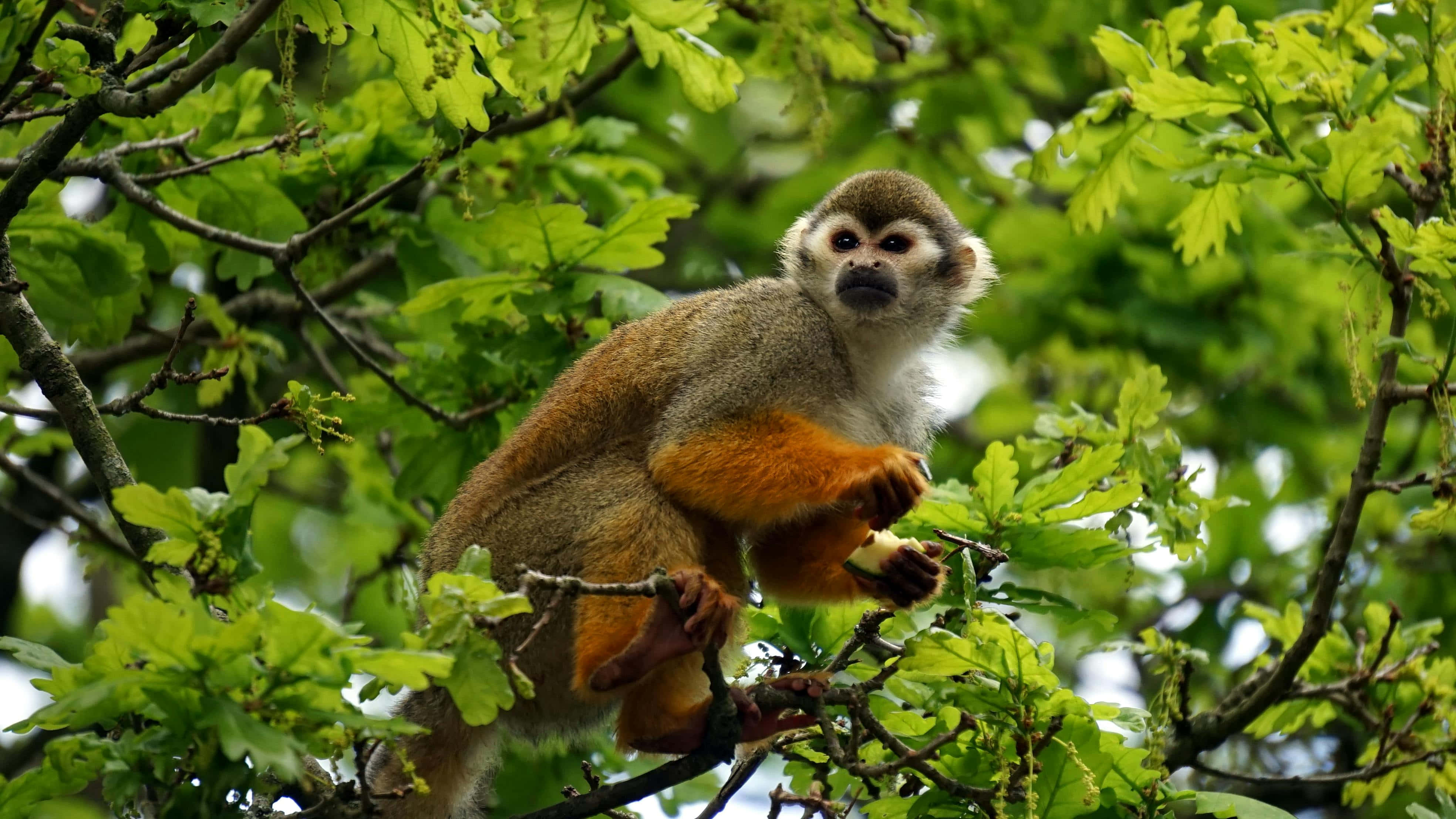 squirrel monkey, tree branch, vibrant green oak leaves, 4K Desktop Wallpaper