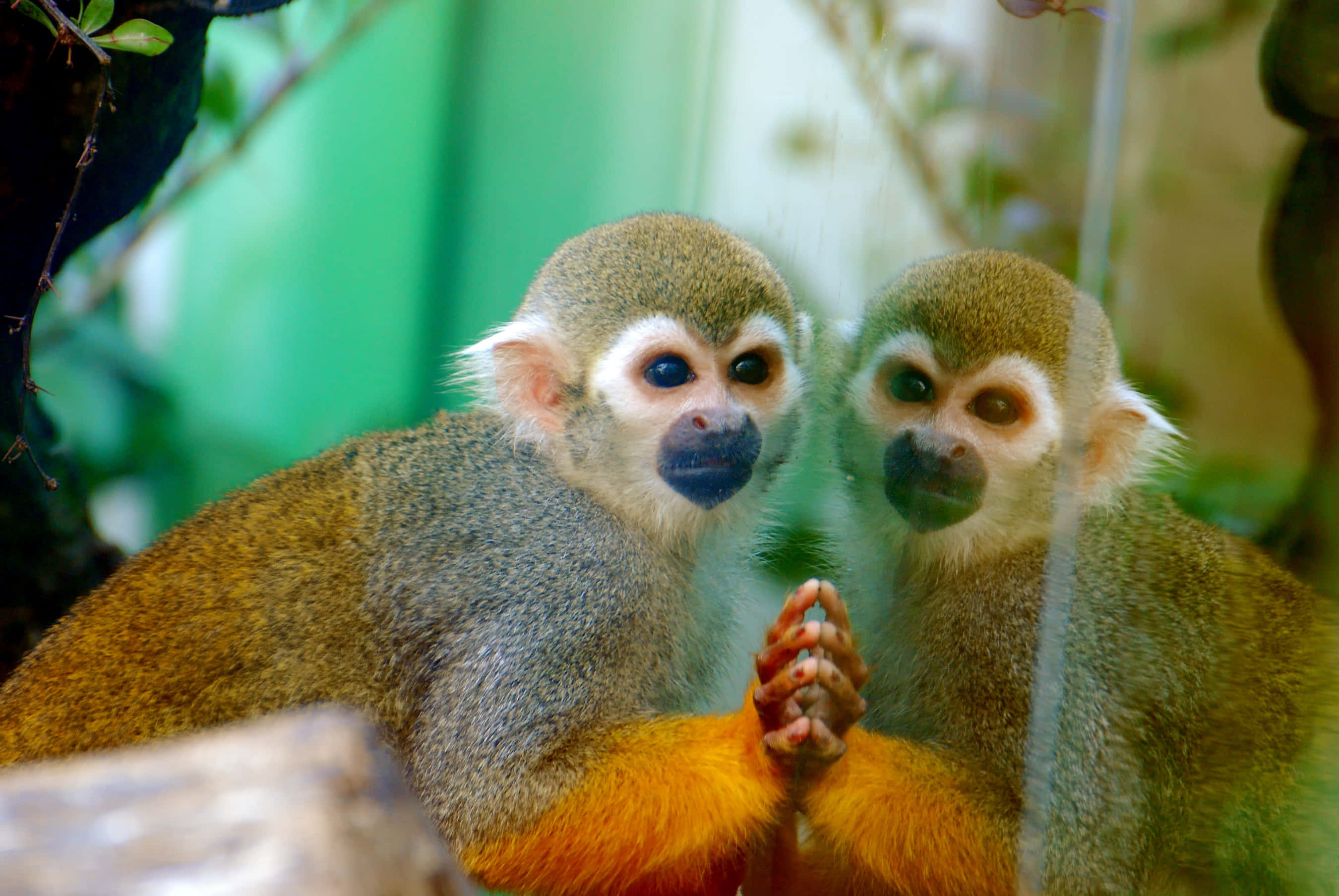 squirrel monkey, orange limbs, dark faces, 2K Desktop Wallpaper