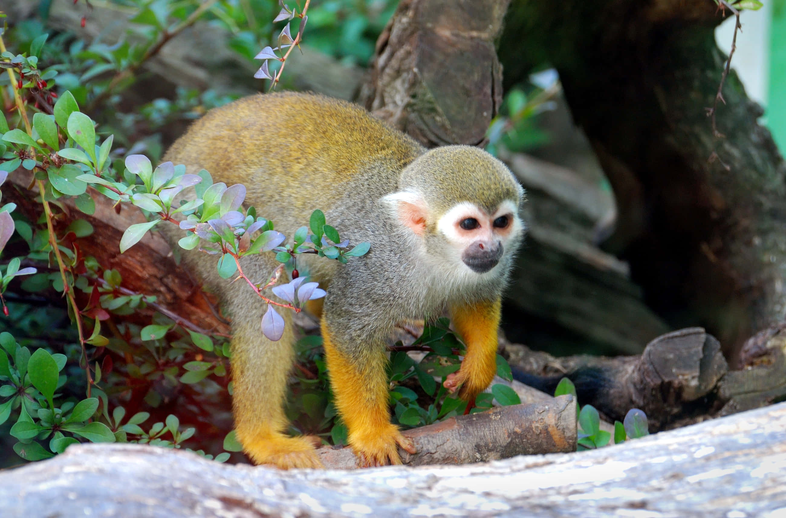 squirrel monkey, golden fur, bright orange limbs, 2K Desktop Wallpaper