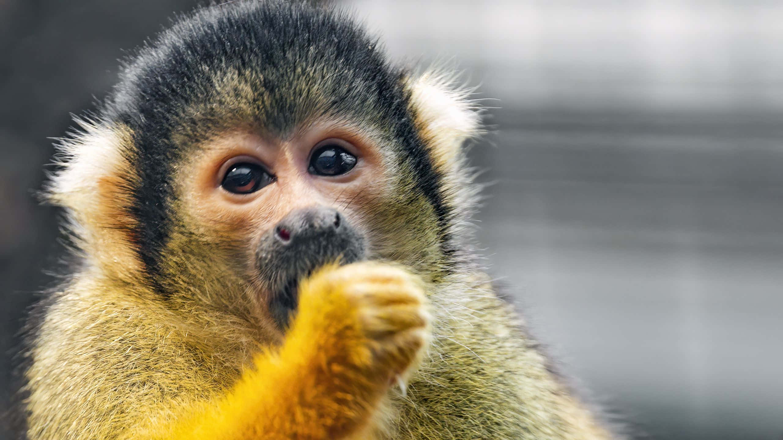 squirrel monkey, black and golden fur, paw near mouth, 2K Desktop Wallpaper