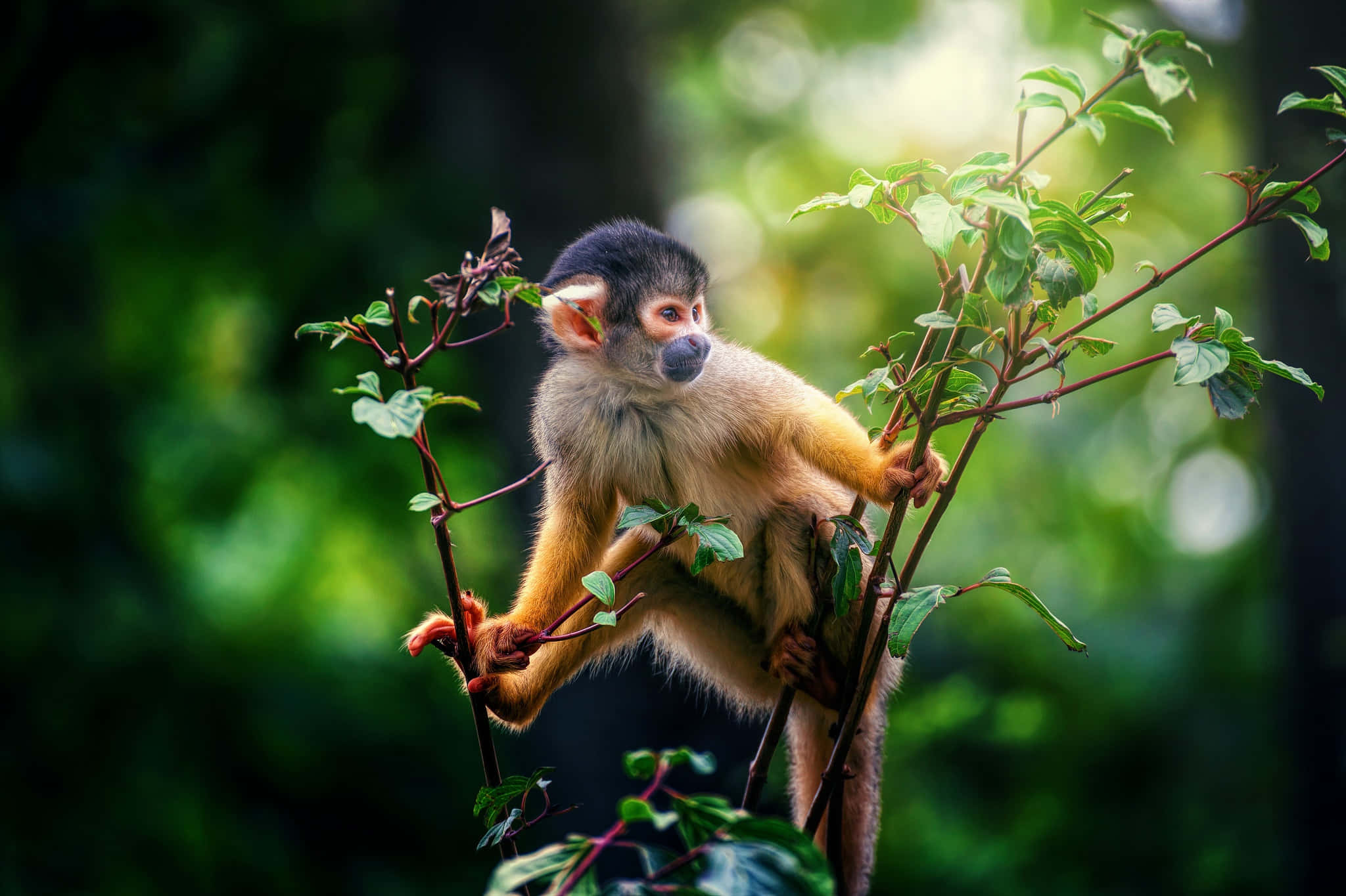 squirrel monkey, black head, golden fur, Full HD Desktop Wallpaper