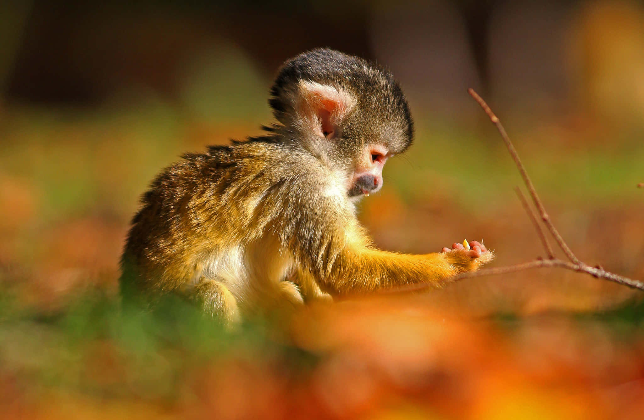 squirrel monkey, autumn leaves, dark fur, Full HD Desktop Wallpaper
