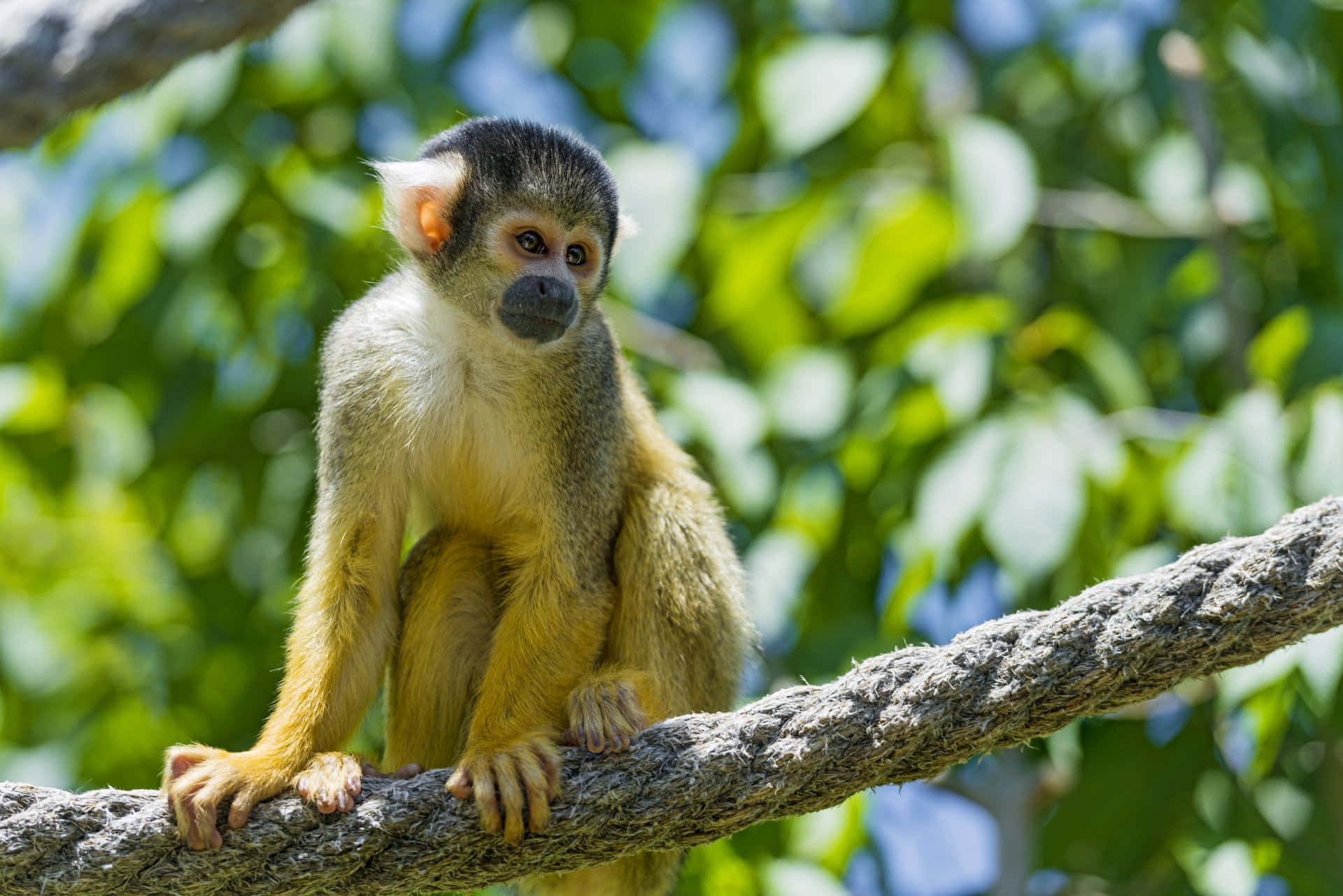 squirrel monkey, black cap, white ears, Full HD Desktop Wallpaper