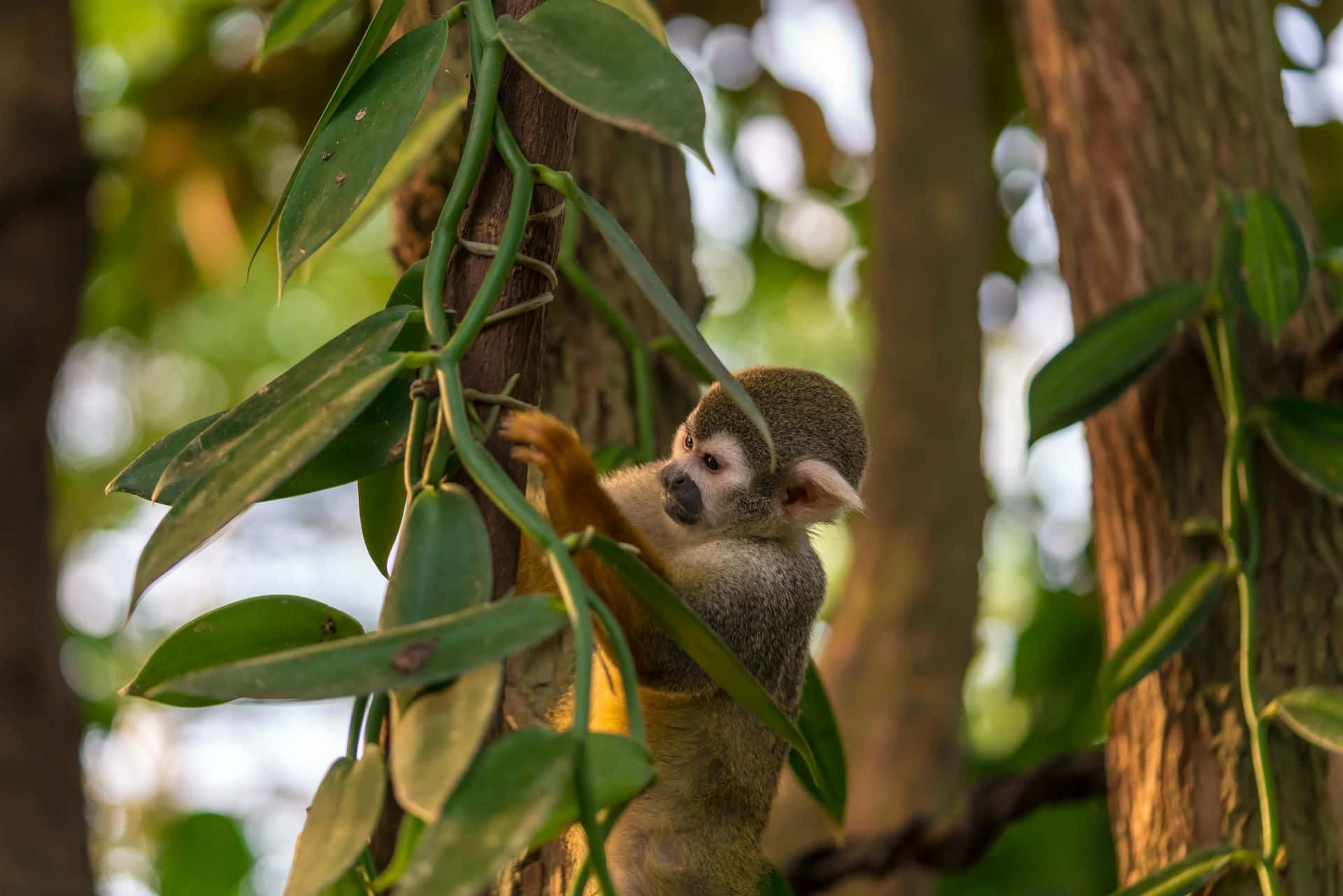 squirrel monkey, tree trunk, green vanilla vines, Full HD Desktop Wallpaper