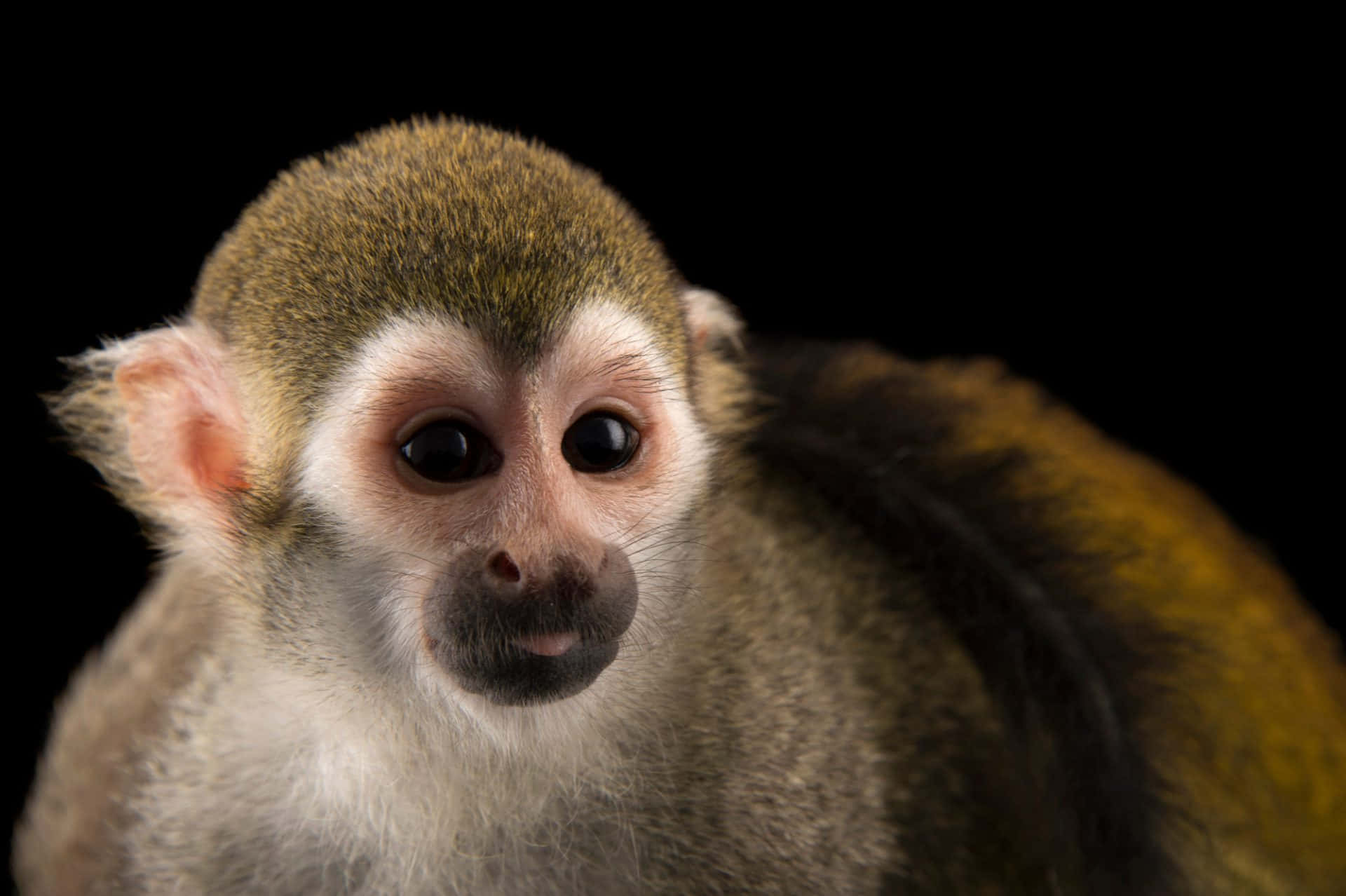 squirrel monkey, large dark eyes, white face, Full HD Desktop Wallpaper