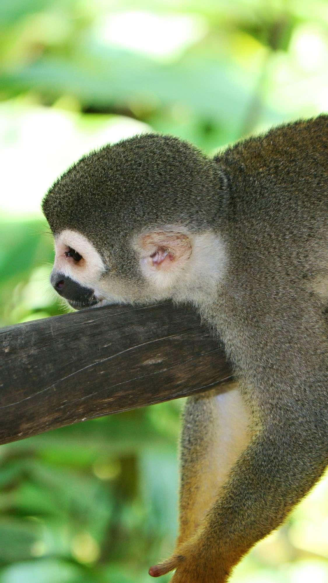 squirrel monkey, dark fur, white face, Full HD Phone Wallpaper
