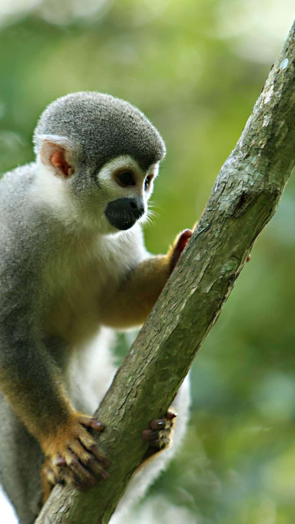 squirrel monkey, gray, tree branch, Full HD Phone Wallpaper