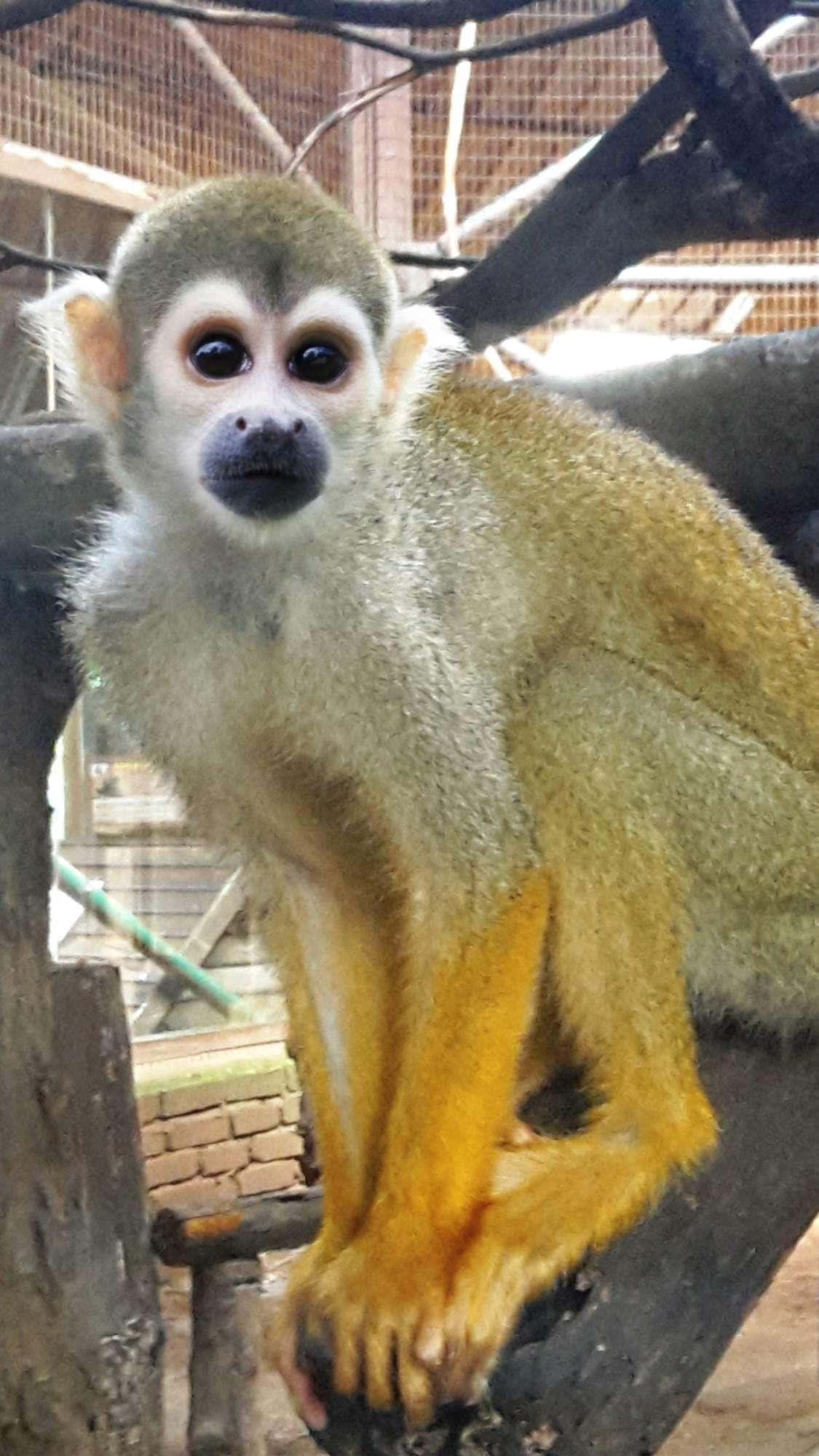 squirrel monkey, golden fur, dark face, Full HD Phone Wallpaper