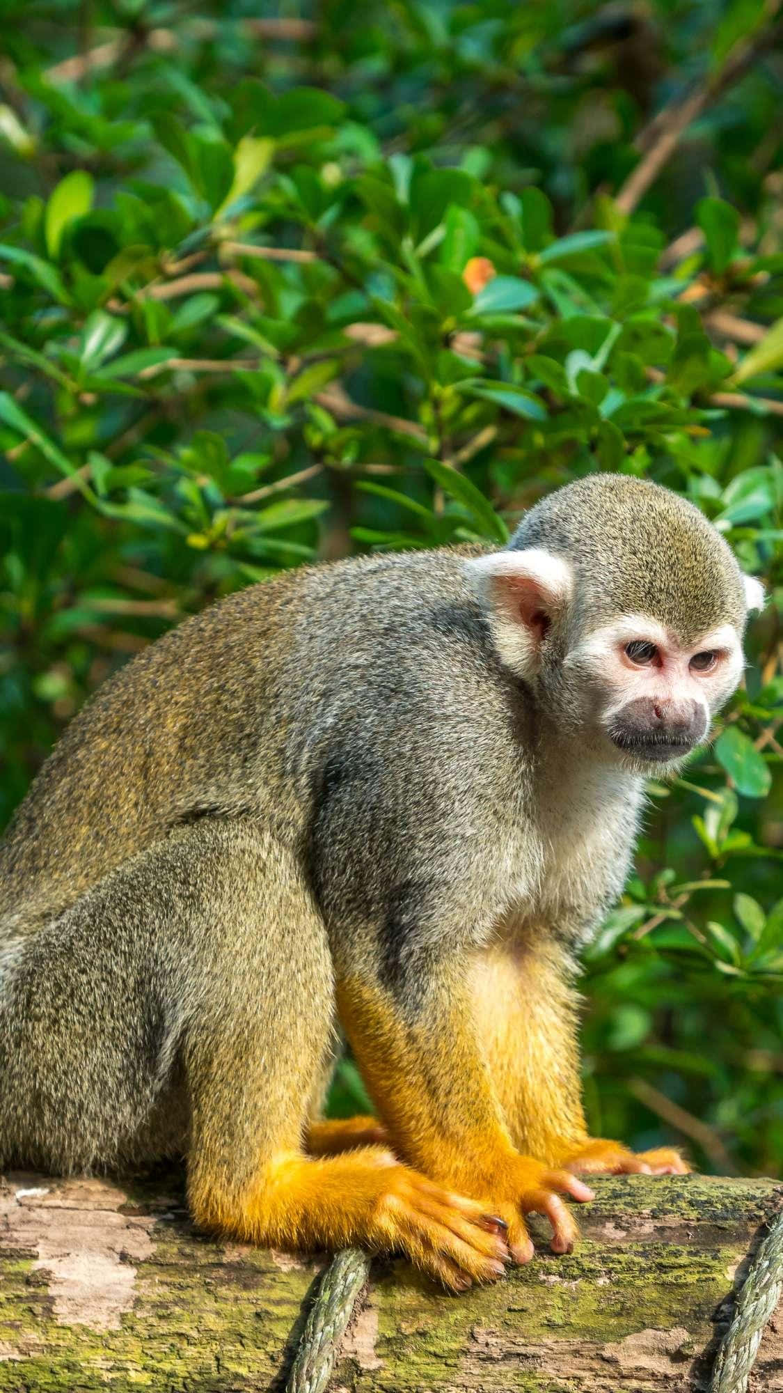 squirrel monkey, gray fur, bright orange limbs, Full HD Phone Wallpaper
