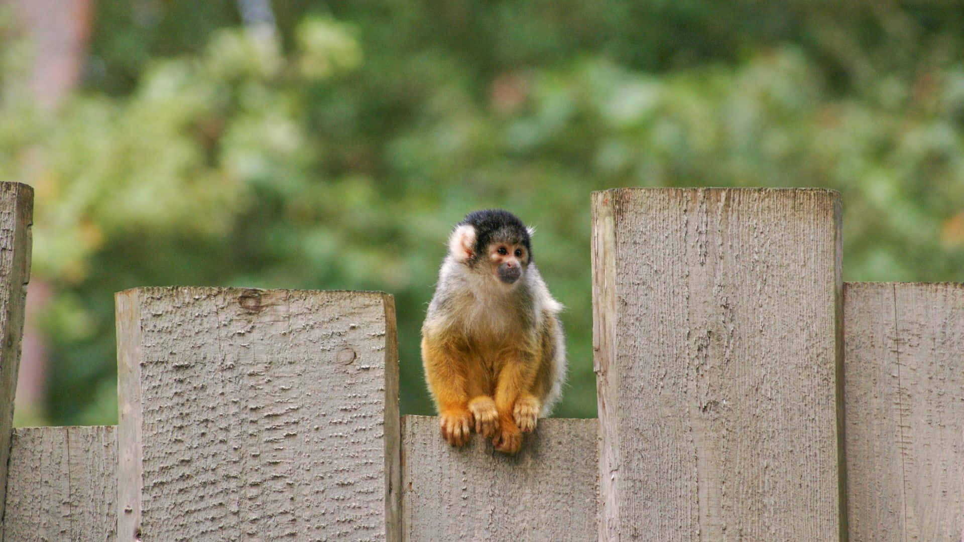 squirrel monkey, black head, orange body, Full HD Desktop Wallpaper