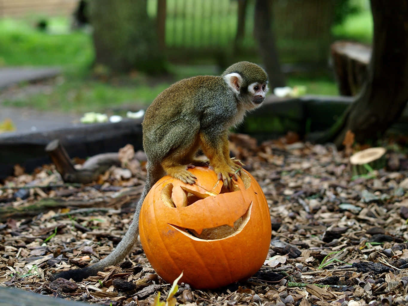 squirrel monkey, pumpkin, jack-o-lantern face, HD Desktop Wallpaper
