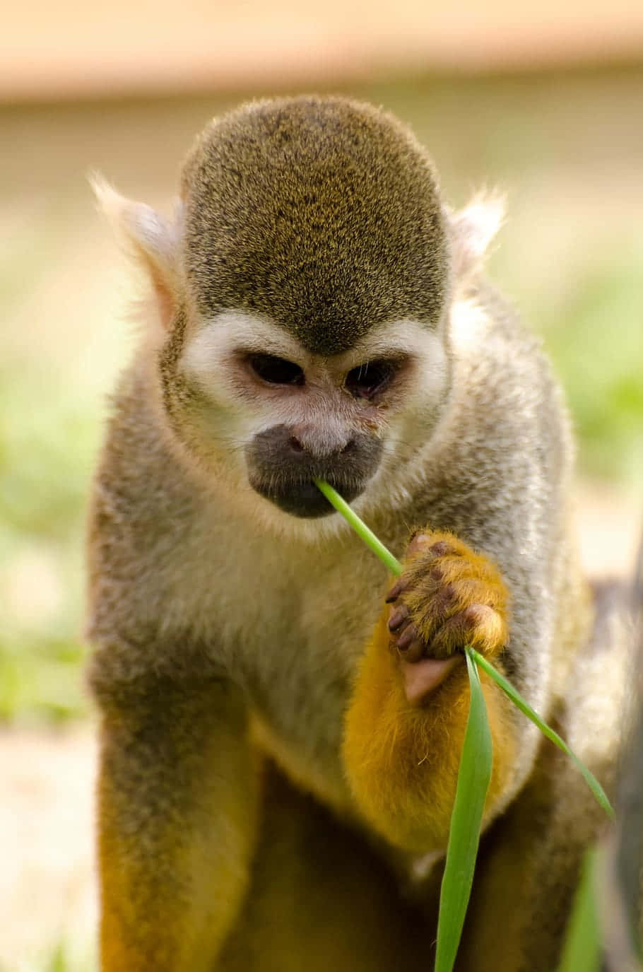 squirrel monkey, dark fur, white facial markings, HD Phone Wallpaper