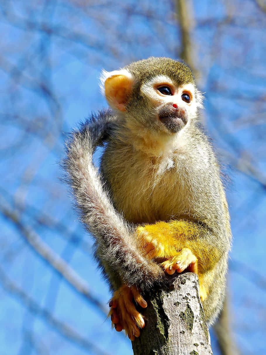 squirrel monkey, tree branch, clear blue sky, SD Phone Wallpaper
