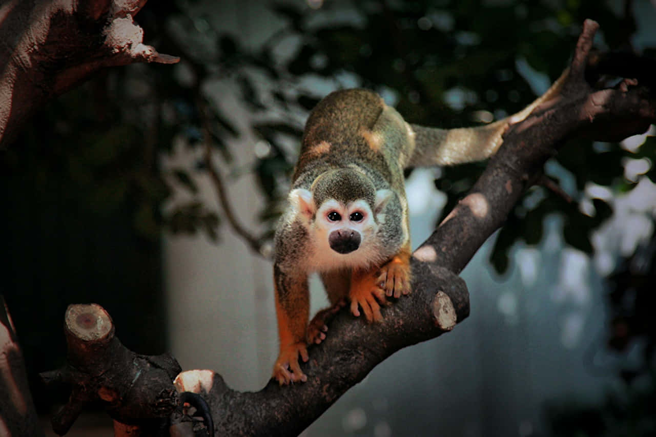 squirrel monkey, orange limbs, greenish fur, HD Desktop Wallpaper