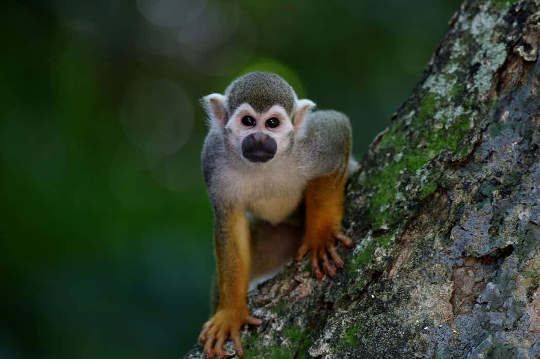squirrel monkey, gray fur, orange limbs, SD Desktop Wallpaper